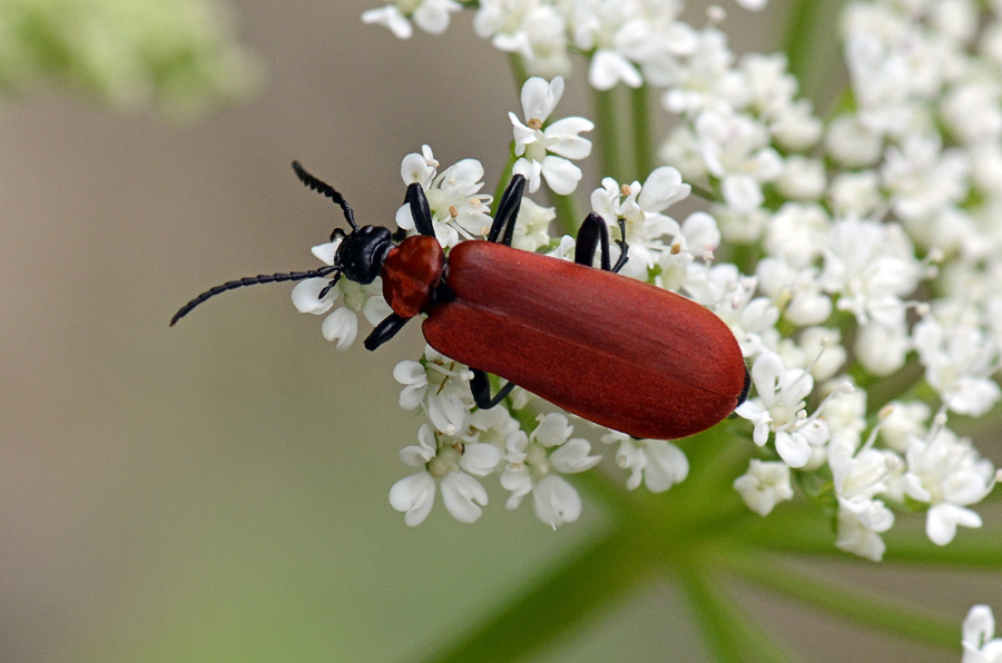 Pyrrhidium sanguineum ? No, Pyrochroa coccinea